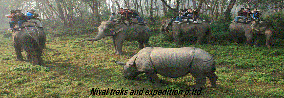Chitwan jungle safari